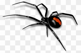 Clipart Info - Redback Spider - Png Download