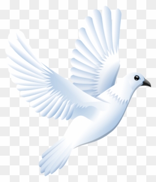 Colomba Peace Dove 555px - Transparent Dove Vector Png Clipart (#19934 ...