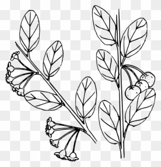 Line Art Drawing Floral Design Computer Icons - Coloring Page Clipart