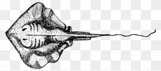 Stingray - Gambar Ikan Pari Hitam Putih Clipart