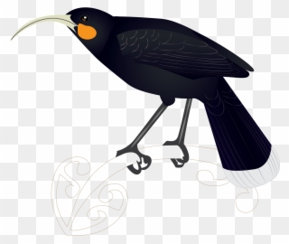 Lost Birds Of New Zealand - Songbird Clipart