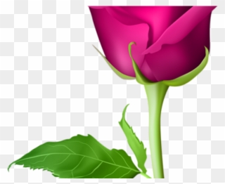 Bud Clipart Sweetheart Rose - Pink Rose Flower Png Transparent Png