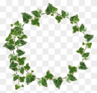 Ivy Clipart Grape Leave - Png Download