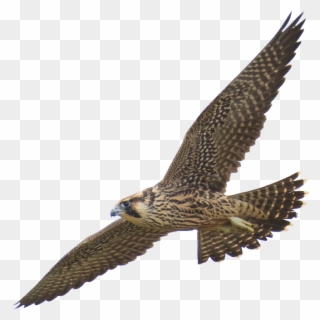 Falcon Clipart Harrier - Falcon Quotes - Png Download
