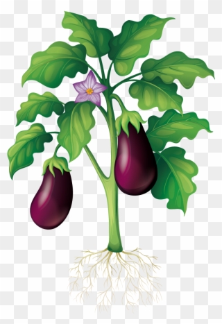 Eggplant Clipart Garden - School Vegetable Garden Drawing - Png Download