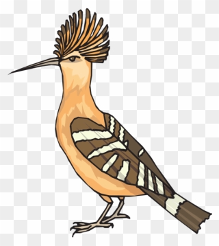 Roadrunner Clipart Angry - Drawing Of Hudhud Bird - Png Download