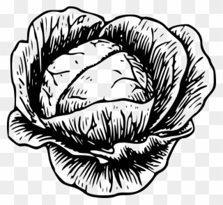 Cabbage - Clip Art Picture Of Cabbage - Png Download