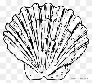 Beautiful Seashell Animal Free Black White Clipart - Shell Black And White Png Transparent Png