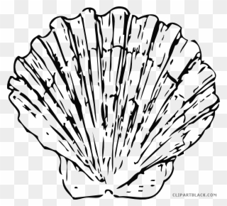 Beautiful Seashell Animal Free Black White Clipart - Shell Black And White Png Transparent Png