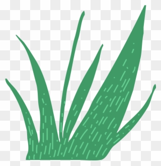 This Is A Sticker Of Grass - Agave Azul Clipart
