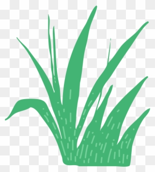 This Is A Sticker Of Grass - Agave Azul Clipart