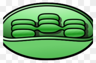 Chloroplast Cliparts - Chloroplast Clipart - Png Download