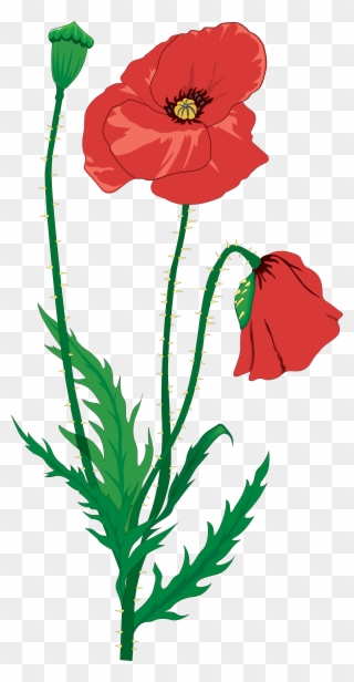 Drawing Flower Clip Art - Armistice Day Lest We Forget - Png Download