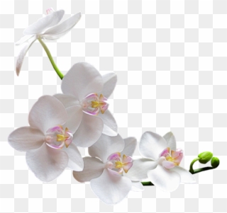 Tubes De Kore - White Orchid Transparent Background Clipart