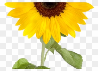 Sunflower Clipart Png Images With Transparent Background - 4 Sunflower Clipart