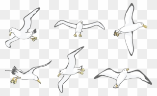 Download Albatross Drawing Wing - Flock Clipart