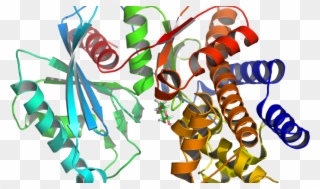 Esta Noche, El Mundo Judío Celebra Purim Katán, Una - Glucokinase Clipart