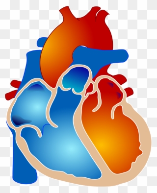 Healthy-heart - Pulmonary Atresia With Single Ventricle Clipart