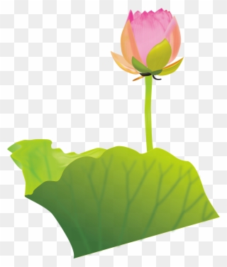 Lotus Clipart Australian Flower - Bong Sen Phat Giao - Png Download