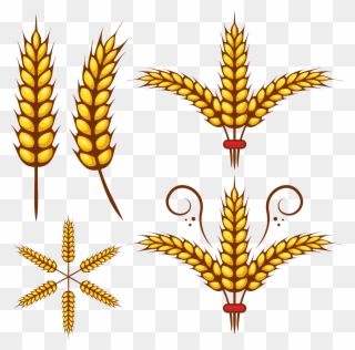 Grains Clipart Wheat Leaf - Vector Graphics - Png Download