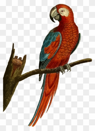 Vintage Deep Red Parrot Illustration By @gdj, From - Parrot Illustration Clipart