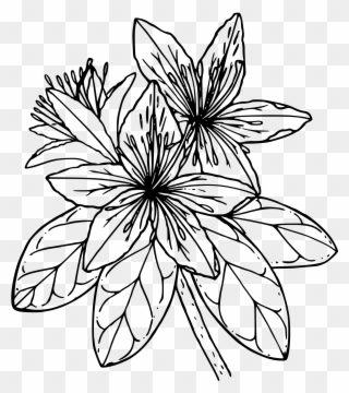 Big Image - Azalea Flower Clipart Black And White - Png Download