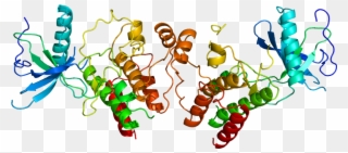 Fgfr1 Protein Structure Clipart