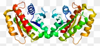 Lrrk2 Protein Clipart
