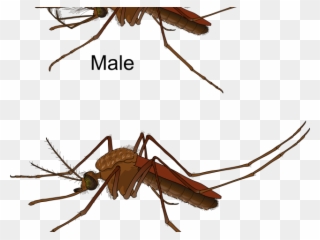 Mosquito Clipart Dirty Body - Difference Male And Female Mosquito - Png Download