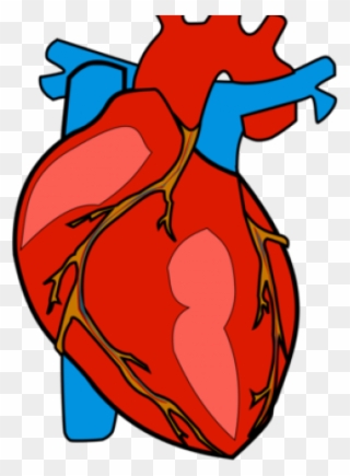 Body Clipart Heart - Human Body Heart Clipart - Png Download