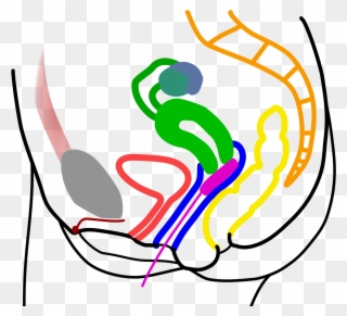 Open - Vagina Cross Section Tampon Clipart
