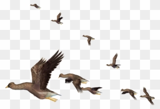 Migration Clipart Flying Bird - Vuelo De Las Aves - Png Download