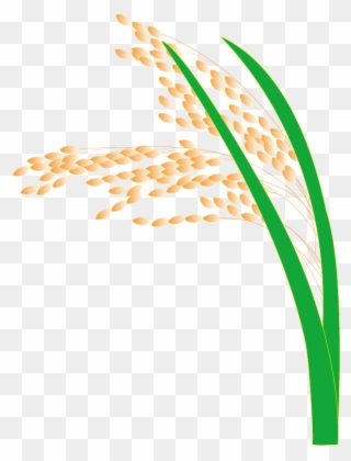 Paddy Field Hedao Transprent - Rice Clipart