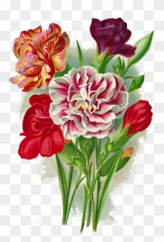 Carnation Clipart Vintage Bouquet - Carnation Png Images Free Transparent Png