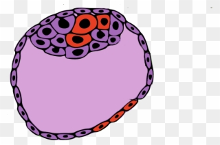 We Have Known About Mosaic Embryos For A Long Time - Embryonic Pole And Abembryonic Pole Clipart