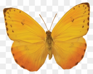 A Small Butterfly Free Png And Clipart - Yellow Butterfly No Background Transparent Png