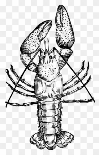 Vector - Crayfish Black And White Clipart