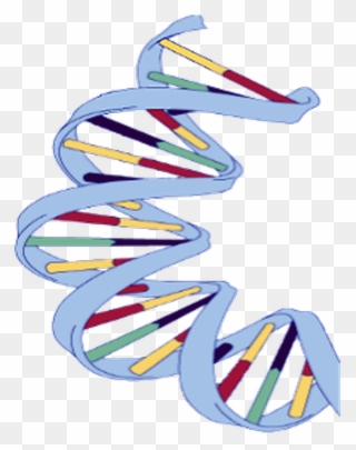 Dna Structure Clipart Wikipedia - Dna Structure Of A Banana - Png Download