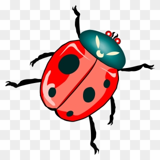 Ladybird Beetle Download True Bugs Drawing - Clip Art Beetles - Png Download