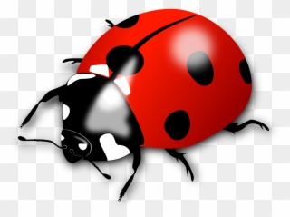 Ladybird Clip Art Of Lady Bird - Lady Bird - Png Download