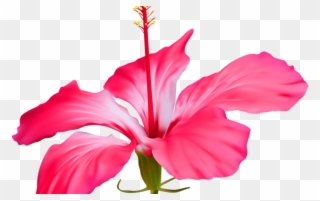 Hibiscus Flower Transparent Png Clip Art Event - Hibiscus Flower Petal Transparent