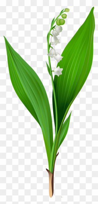 Flowers For > Lily Of The Valley Clip Art - Lily Of The Valley Clipart Transparent - Png Download