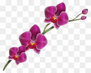 Purple Clipart Image Gallery Clip Art Library - Purple Orchid Flower Png Transparent Png