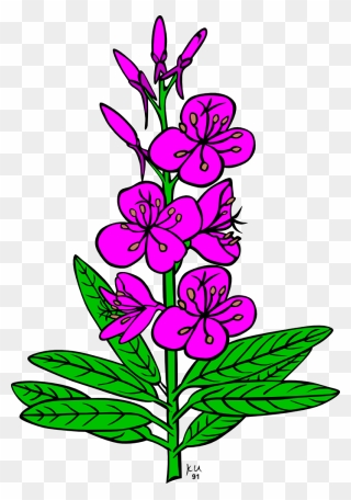 Chamaenerion Angustifolium Drawing Computer Icons Alaska - Fireweed Clipart - Png Download