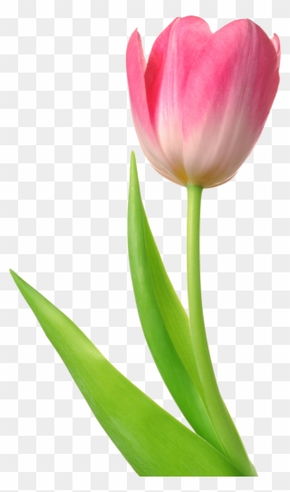 Tulip Png Image - Tulip Png Clipart