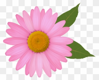 Daisy Clip Art - Pink Daisy Flower Clipart - Png Download