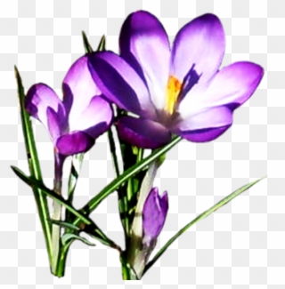 Free Clipart Spring Flowers Flower Pictures Download - Purple Spring Flowers Clipart - Png Download