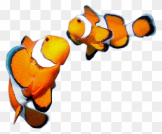 At Wavelength Recruitment Everyone Matters To Us, Therefore - Fish Clipart