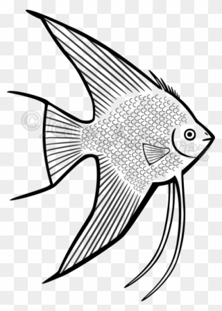 Walleye Vector Barramundi Fish - Angelfish Drawing Clipart