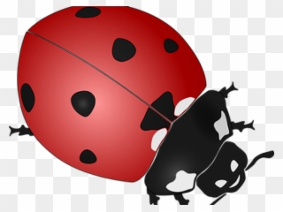 Drawn Lady Beetle Clipart - Ladybird Beetle Tile Coaster - Png Download